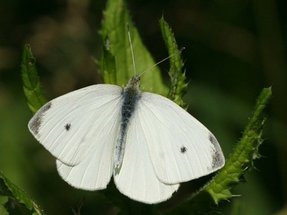 „Bělásek řepový potřebuje vyletět za potravou dříve, než konkurence. Náskok by díky němu mohli získat i výrobci solárně-koncentračních elektráren.“ Zdroj: motyli.cz 