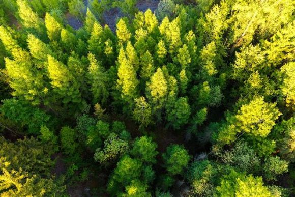 „Indie plánuje postupnou výsadbu 95 milionů hektarů lesního porostu. Začíná se v Uttar Pradesh.“ Zdroj: Petr Kratochvil 