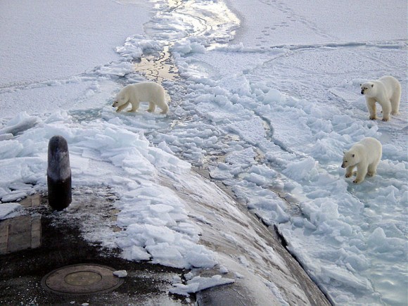 Ubývání arktického ledu znamená kritické ohrožení životního prostředí mimo jiné i pro polární medvědy. foto: Yeoman Alphonso Braggs, US-Navy, licence public domain