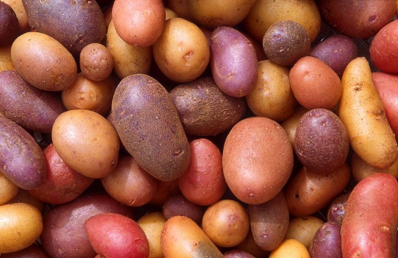 „Lidstvo pěstuje brambory už 8500 let, ale pořád nás mají čím překvapit.“ Zdroj: Scott Bauer/ USDA ARS