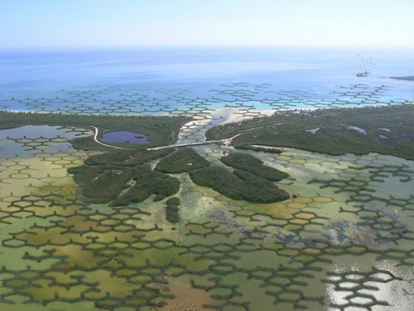 Calotrop nebude vytvářet liniovou hráz, ale bude plošně fixovat mangrovové porosty. Zdroj: TreeHugger.com/Szövetség'39 