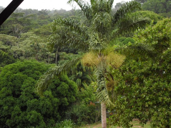 „Honduras – namísto nekonečné džungle tu porostou solární farmy.“ Zdroj: Tomáš Kučera