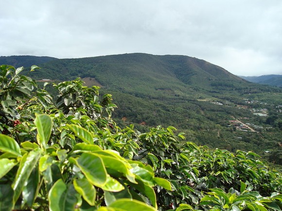 Kávová plantáž v San Marcos. Zdroj: Tarrazu/ wikipedia.en
