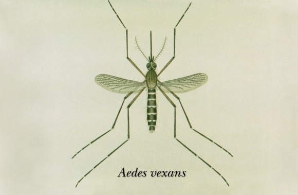 Běžný komár druhu Aedes vexans, foto: public domain