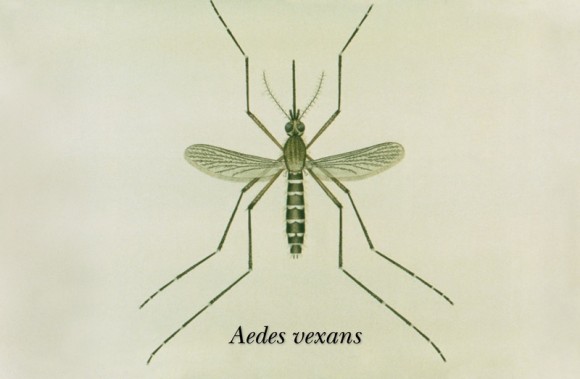 Běžný komár druhu Aedes vexans, foto: public domain Běžný komár druhu Aedes vexans, foto: public domain