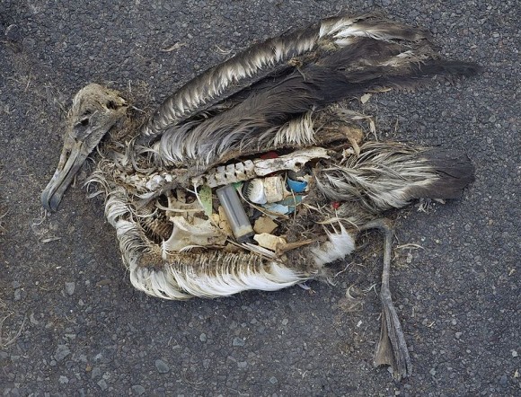 „To, jak se plasty kumulují uvnitř organismů názorně demonstruje i obsah žaludku mrtvého albatrosa.“   Zdroj: en.wikipedia/Foester