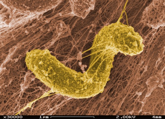 Bez nepatrných půdních mikrobů to nepůjde. Zdroj: Flickr.com/EMSL