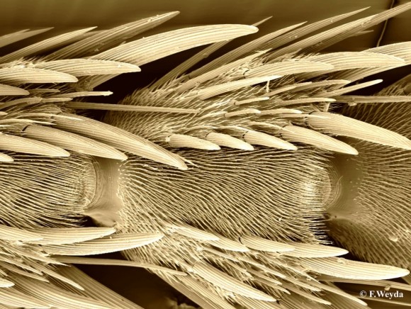 Jedním z velkých témat Life Sciences Film Festival budou mikrosvěty