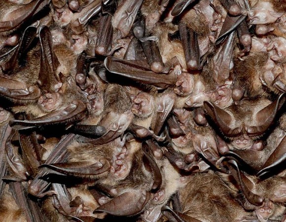 Zimoviště netopýrů - pro někoho noční můra, pro jiného splněný sen. zdroj: wikimedia.commons.org