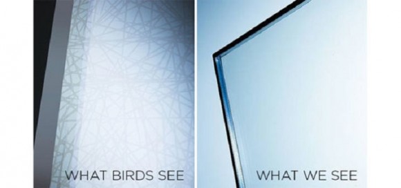 „Jak vidíme okno Ornilux my, a jak ho vidí ptáci.“ Zdroj: Ornilux.com 