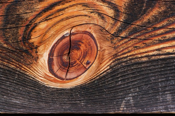 Struktura vláken uvnitř dřeva umožňuje vysokou prostupnost minerálních roztoků. foto: 池田正樹, wikimedia.org, licence Creative Commons