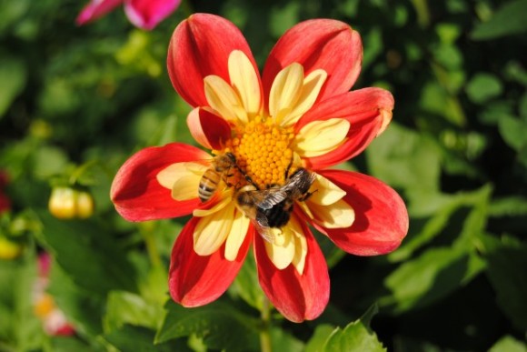 Pachové senzory včel jsou příliš citlivé, aby ustály přítomnost výfukových plynů v ovzduší. foto: Charles Rondeau, licence public domain, publicdomainpictures.net