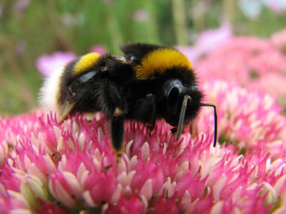 Čmeláci, včely i motýli. Ti všichni trpí nedostatkem biotopů. Porjket, na kterém spolupracuje i Habitat Aid by to mohl změnit. foto: Niek Sprakel