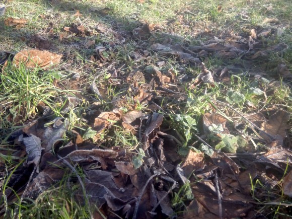„Spadané listí není nepřítel. Trávník vám ochrání před mrazem a ještě ho dobře pohnojí.“ foto: Ekologické bydlení
