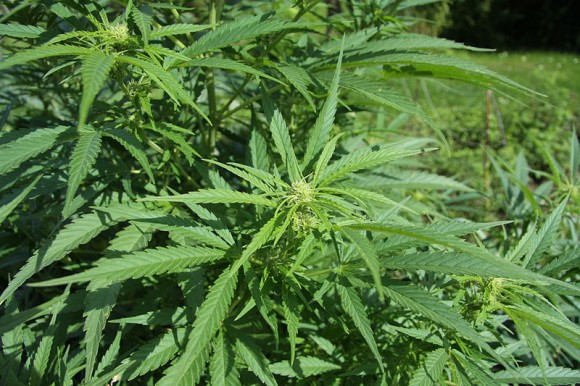 Popis obrázku: Cannabis sativa (konopí seté) dokáže dekontaminovat půdu, foto: Chmee2, licence Creative Commons 3.0 Unported