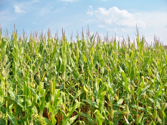 Kukuřičné pole ve státě Iowa, foto: sxc.hu