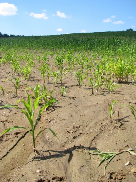 Kukuřičná pole jsou velmi náchylná k větrné a vodní erozi. Zdroj: archiv Martin Střelec