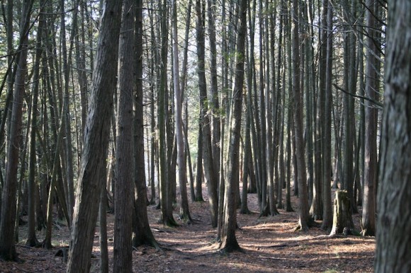 Lesy produkují každý rok obrovské množství biomasy, která může být využita pro výrobu biopaliv, foto. sxc.hu/ninetyone