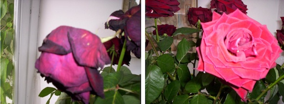 nanotechnologie květiny váza Advanced Materials JTJ