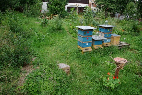 Včely - pylné spoluobyvatelký přírodních zahrad, foto: Tomáš Svoboda