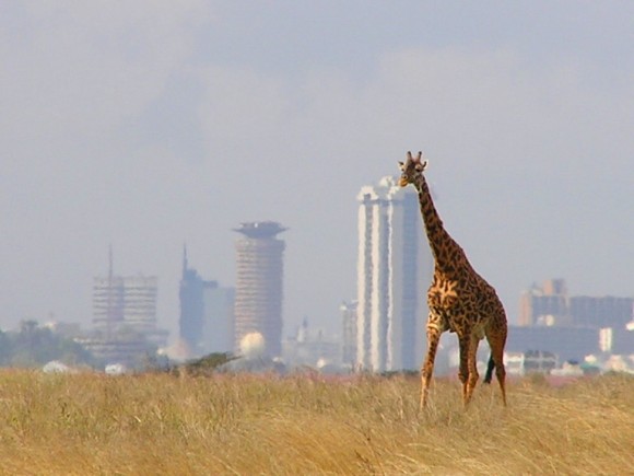 Osamělá žirafa v Národním parku Nairobi v Keni, poblíž stejnojmenného hlavního města. Nairobi patří mezi nejvyspělejší a největší metropole Afriky. foto: Magnus Manske/Mkimemia, Wikimedia, licence Creative Commons Attribution-Share Alike 3.0 Unported