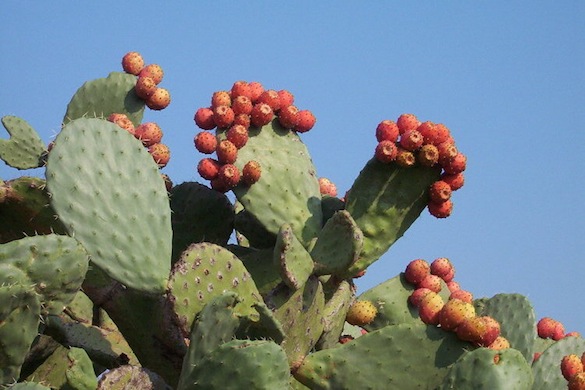 kaktus Opuncie