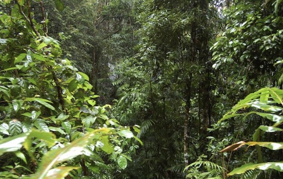 listy rostlin v Džungli