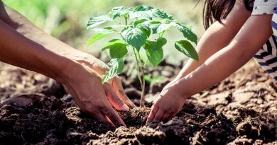 Blížící se jaro láká na zahradu. A3pfamily / Shutterstock.com